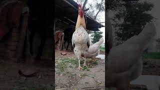 Very  Big Rooster 🐓 👌 👏 HD