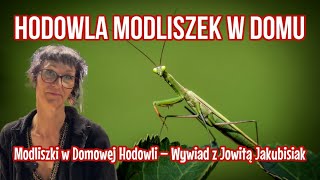 JAK HODOWAĆ MODLISZKI W DOMU? | Rady Ekspertki Jowity Jakubisiak!