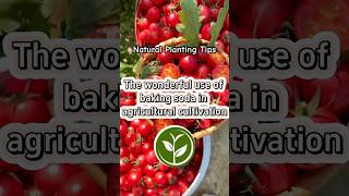 The wonderful use of baking soda in agriculture cultivation #plants #shortvideo #garden #ytshort