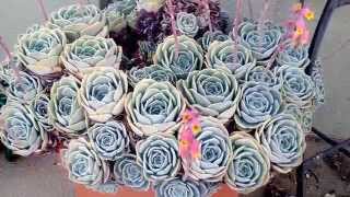 Flowering succulents garden tour - July 2015