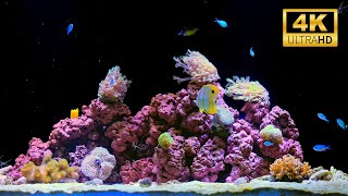 Best 4K Aquarium Video | 12 Hours of Peaceful Fish & Water Sounds for Deep Relaxation