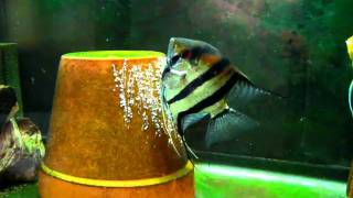 Angelfish Pair - Day 2