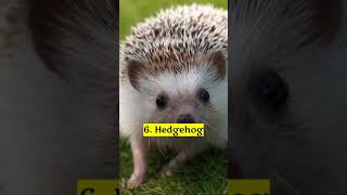 TOP 10 Cutest Animals In The World 🌎😲🤯 #viral #1million #1billion #trending #100 #foryou #support