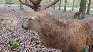 Rothirsche in wildpark Kaiserslautern 😍 😍 😍!!!