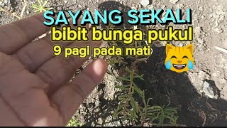 review bibit bunga pukul 9 pagi dipot