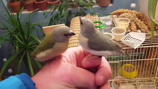 Gouldian finch blue and green, 26 days old - January  20 2017