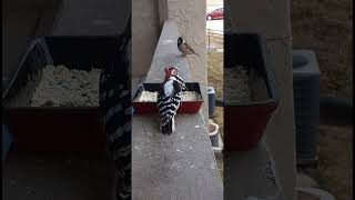 Male Downy Woodpecker gets chased of by Sparrow invasion.