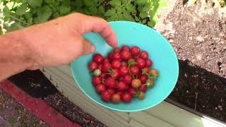 RETURN Of my Everglades Tomatoes!!! 🍅🍅🍅