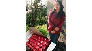 |Himachal |Apple season| apple orchards| Plucking| grading| packing| transport|marketing