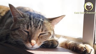 Music for Cats - Relaxation, Anxiety Relief, Deep Sleep Music