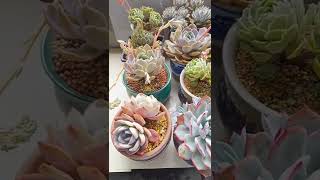 Satisfying Succulent Diy #46