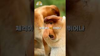 상여자 원숭이 특 : 악어있는 강에 먼저 뛰어내림