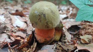 Große Park und Waldrunde Mitte Juni / Sommersteinpilz / Hexenröhrling / Pfifferlinge