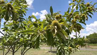 Chestnut orchard update - It’s been a hot summer!