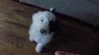 VIOLET - SIT, DOWN, PUSHUPS - 7 Week Old Sheepadoodle Puppy