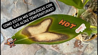 ✅COMO ESTAN MIS ORQUÍDEAS CON LAS ALTAS TEMPERATURAS⁉️🪴🥵