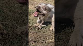 Nothing Better Than Fresh Raw Chicken #americanbully #calilootkennelz #shorts #pitbull #wildlife