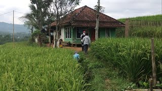 Rumah idaman Di Masa Tua !! Rumah Tengah Sawah Bikin betah