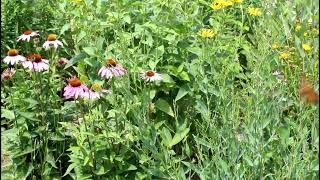 Pollinator Garden at Morrison Dam Conservation Area, near Exeter, Ontario, Canada