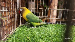 Green persanota,green love bird in a beautiful home, green parrot daily