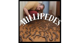 MILLIPEDES - VIDEO 114