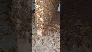 This Is How a Scorpion Farm Looks Like #tiktok #shorts #scorpion #insect