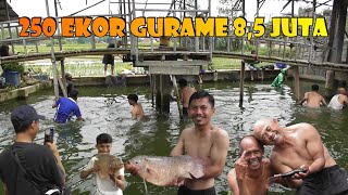 MANCING GURAME BORONG BEDAH  !! GURAMENYA SAMPAI TERBANG TERBANG