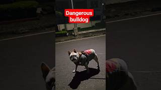 dangerous but cute dog #bulldog #pitbull #doglover