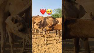 Camel life #villagelife #shorts #shortvideo #youtubeshorts