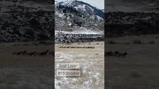 My daily drive home! #youtuber #outdoors #nature #youtubeshorts #explore #wildlife #idaho #elk