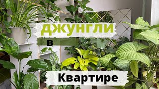 Мини сад в квартире. Джунгли у окна ￼