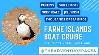 Farne Islands Puffins June 2022