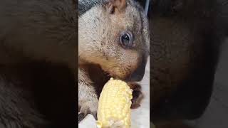 Marmot Eating Corn 🌽 Amazing Life of Marmot #marmot #pet #corn