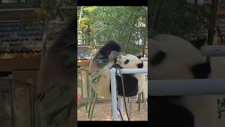 #熊猫 #panda 奥运会已经结束，我们的熊猫体操选手开始为下届奥运做准备 😁😁