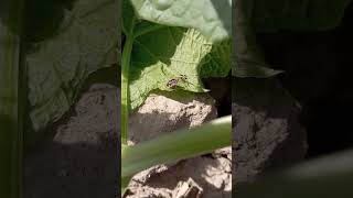 Bagrada spp. Pentatomidae #video #insects