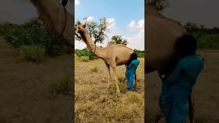 Camel in tharparker #camel #camel_racing #animals #desert #thar #pets