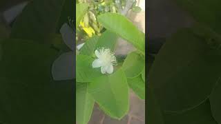 Wow கொய்யா பூ இத்தனை அழகா?#shorts/guava flower