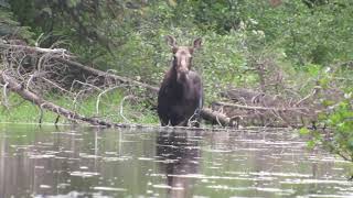 set (1)of 2 /Kayaking in Northern Maine, looking for a moose