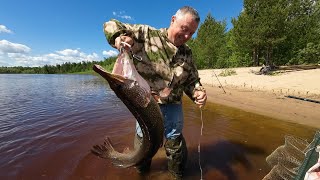 ЭТОТ ВЕС БУДЕТ ТРУДНО ПОБИТЬ !?   #рыбалка #щука #спининг #fishing #pike #pikefishing #perch