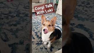 Did you know a CORGI could talk like THIS...?! 🥰🦊 #shorts #corgi