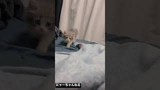 生後2ヶ月の仔猫がかわいすぎる