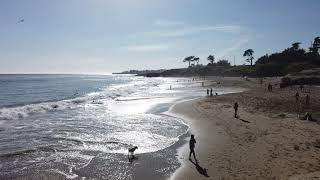 Four Minutes of Dog Beach Sunny Surf Bliss