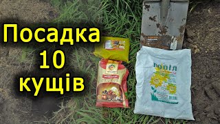 Посадка винограду осінню +10 кущів. Виноград 2020