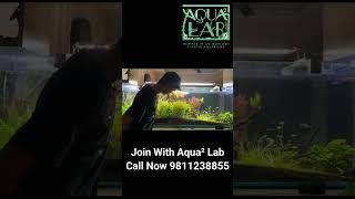 Aqua2 Lab Best aquarium service provider in gurgaon and delhi NCR #plantedaquarium