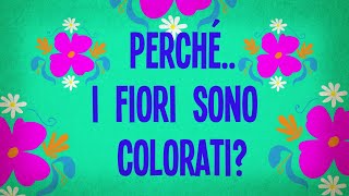 Perché i fiori sono colorati?