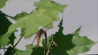 Naturbeobachtung Weiblicher Plattbauch(Libellula depressa(L. 1758)) an einer Hecke