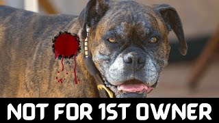 6 Dog Breeds To Avoid | Dogs NOT For 1st Time Owners