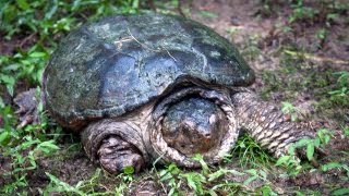 TURTLE HUNTING: I Easilly Catch 2 Wild Turtles in Minutes!