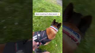 Il frappe mon chien😡. #dog #video #malinois #viral #youtubeshorts #chien #atom #k9 #homme