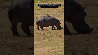 Up Close with Hippos: Exploring the Fascinating World of Safari Wildlife